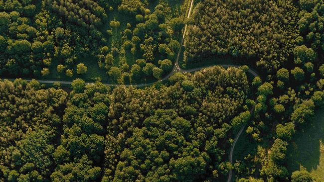 Mežainas ainavas ar zaļu koku audzēm no putna lidojuma.